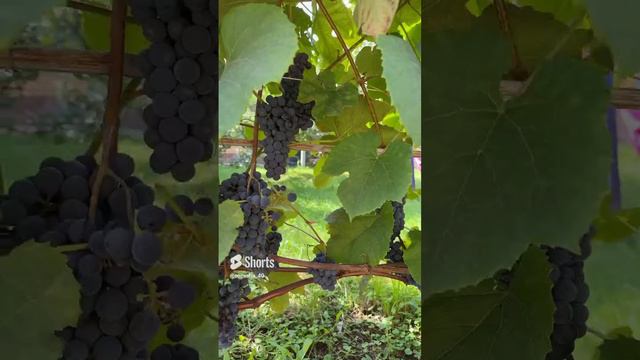 Виноград созрел полив прекращаем