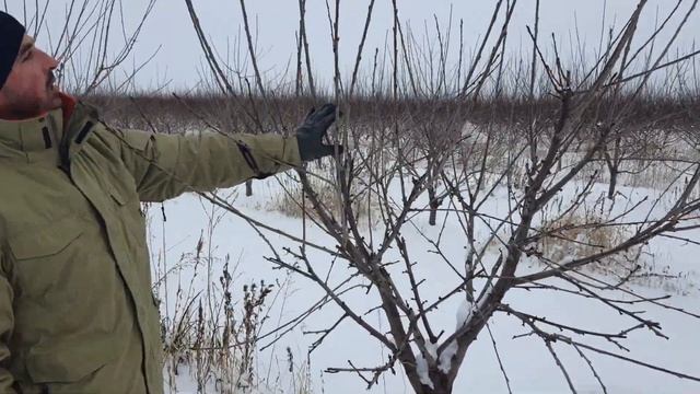 Как чистить черешню чтобы получить максимальный урожай!! Жизнь в Саду ( черешня, сад, обрезка ) 2 смотреть онлайн
