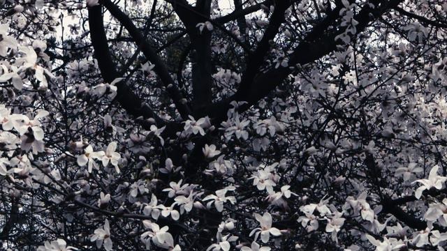 Kyiv spring 2018-Magnolia blossom смотреть онлайн