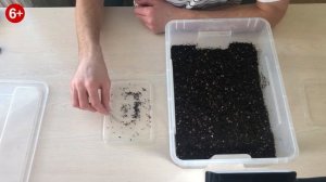 Посев семян Эводии Даниэля. Пчелиное дерево.