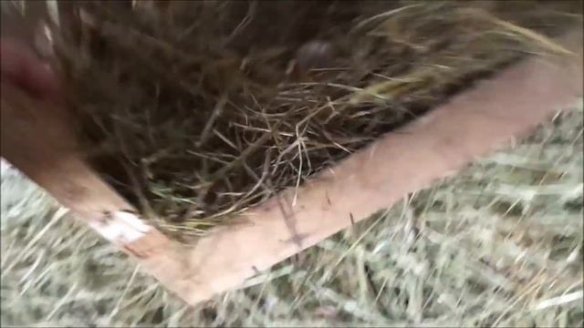 Делаем гнезда для индоуток.Занеслись.Мускусные утки смотреть онлайн