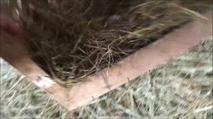 Делаем гнезда для индоуток.Занеслись.Мускусные утки