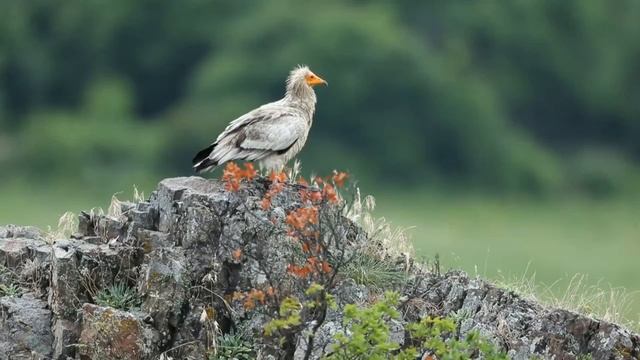 Стервятник - Neophron percnopterus смотреть онлайн