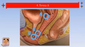 Как правильно стимулировать точку G и точку А - Виагра для Женщин