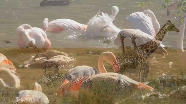African Safari 4K • Wildlife Relaxation Film with Peaceful Relaxing Music and Animals Video Ultra H смотреть онлайн