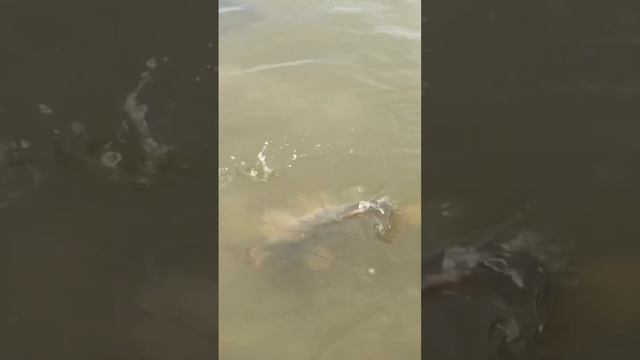 Лучшие рыболовные базы Астрахани продлят Ваше лето у нас +25 #судак #рыбалка #fish #сазан #щука #со смотреть онлайн