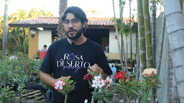 Conheça as três PRINCIPAIS pragas que atacam as Rosas do Deserto смотреть онлайн