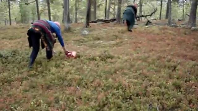 Сборы черники смотреть онлайн