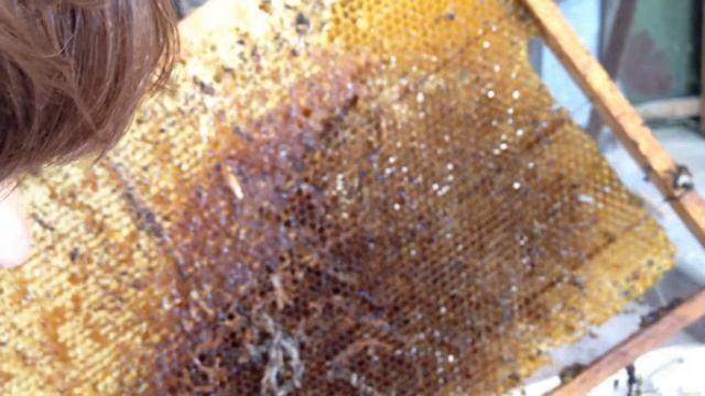Чем питаются личинки восковой моли смотреть онлайн