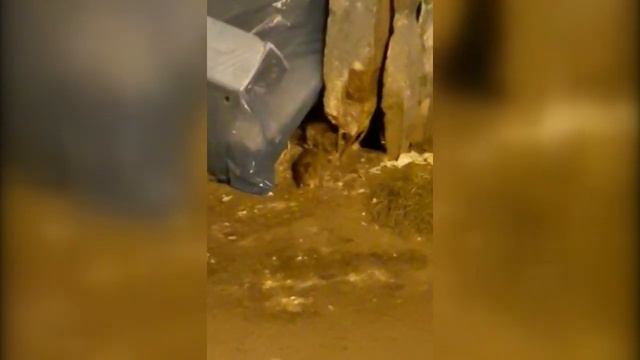 Крысы продолжают спокойно гулять по Магадану смотреть онлайн