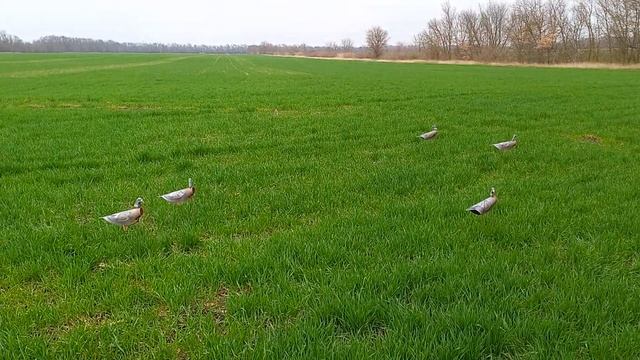 Каркасные флюгера голубей в поле. смотреть онлайн
