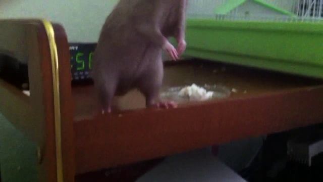 Крысиные повадки Rat and cheese смотреть онлайн