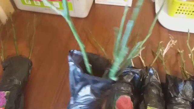 Розы 3 заказ из Челябинска смотреть онлайн