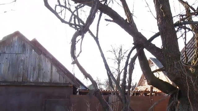 30-летняя виноградная лоза - как она выглядит смотреть онлайн