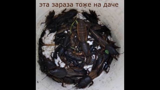 ДАЧА ещё не скоро, скучаю . #LIETUVA смотреть онлайн