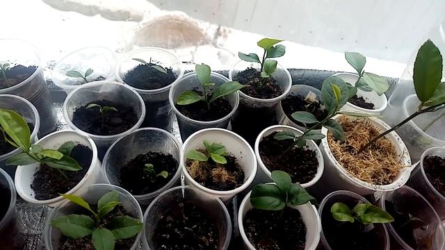 Строительный Дайджест