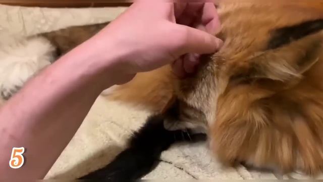 ЛИСЯО. Алиса - Лиса. Серьезный разговор с лисой