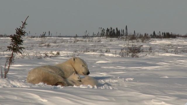learn fun 5 facts about the polar bear, plus a quiz #polarbears #factsaboutanimals #kidsquiz смотреть онлайн