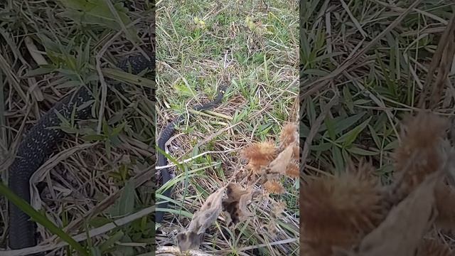 Обыкновенный уж (Natrix natrix) смотреть онлайн