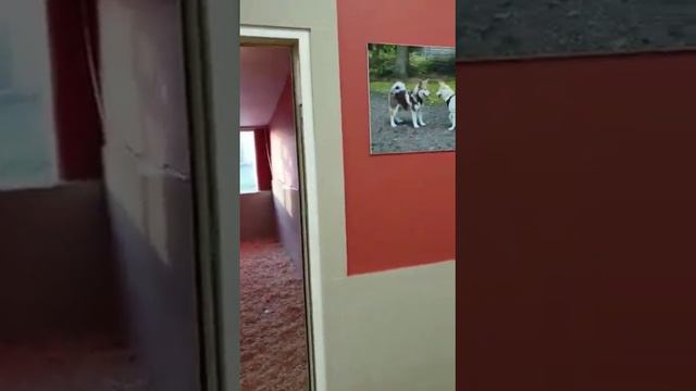 Callies F2 Pomsky Puppys