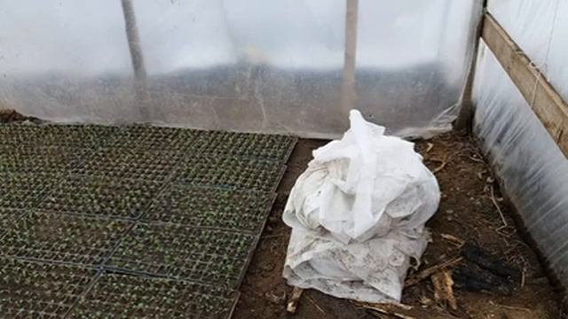 Пикировка ранней капусты+ вода кругом