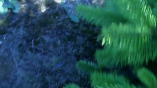 16 356 Пихта Нордмана в горшке 1.60 - 1.80м. смотреть онлайн