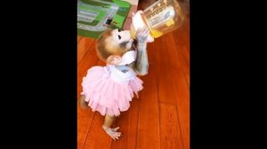 Baby Monkeys | The best cute baby monkey 2017 | Monkeys Videos