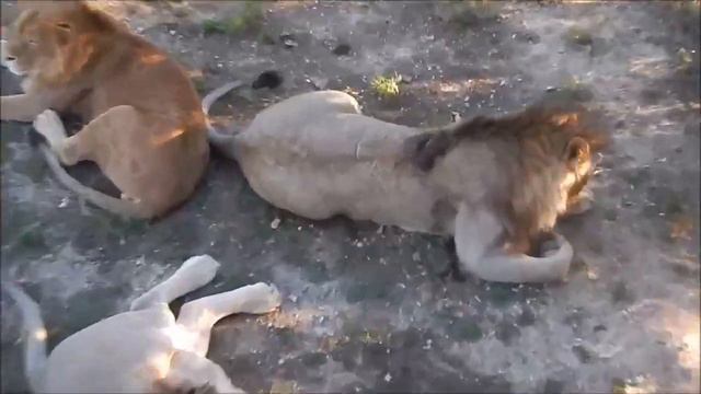 Как бабушка проведала Руслана, Гирея и Султана? Руслан всегда на стрёме. Тайган смотреть онлайн