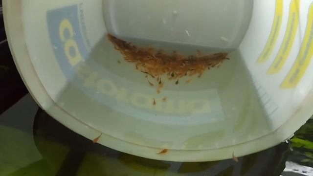 Выпускаем малька анциструсов в аквариум ? смотреть онлайн