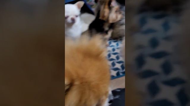 #друзья #йорк #чихуахуа #шпиц #собаки смотреть онлайн