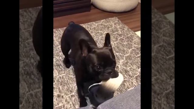 Видео С Милыми Детенышами Животных, Подборка, Самые Милые Моменты Из Животных Так Мило! # 5 смотреть онлайн