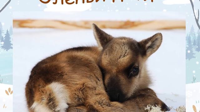 По следам северного оленя смотреть онлайн