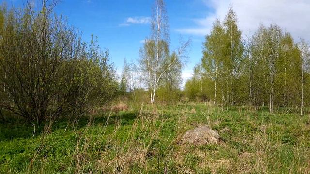 Весна, пение птиц 15.05.2020 смотреть онлайн