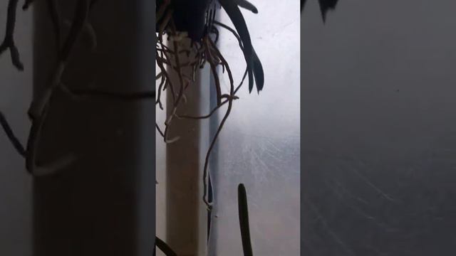 Vandalar May 2017 смотреть онлайн