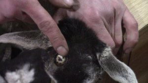 Как обезрожить козлят. Электрический термокаутер.