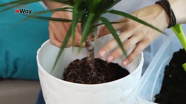 Насыпаю Это Во Все Горшки С Цветами И Они Цветут Божественно Красиво! смотреть онлайн