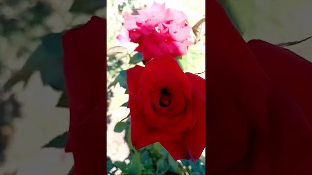 Семейство Розоцветные смотреть онлайн