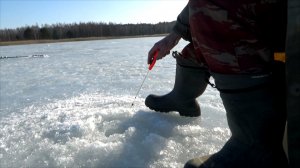 Рыбалка на безмотылку на окуня - спецоперация окунь