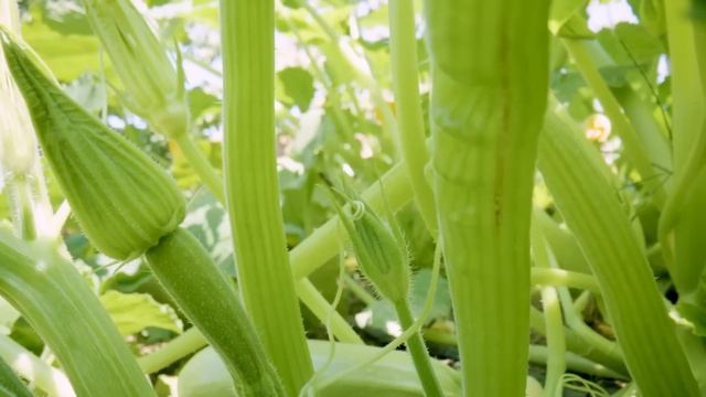 9 Easiest Vegetables To Grow