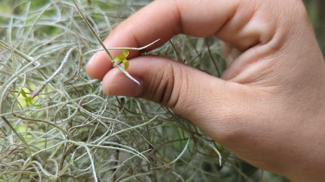 The Secret of Spanish Moss (Tillandsia usneoides) смотреть онлайн