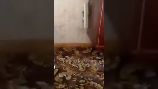 Пацан довел кота!!! СМОТРЕТЬ ДО КОНЦА!!! смотреть онлайн