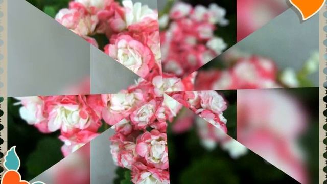 제라늄(Pelargonium) 꽃소개 - 에어프릴스노우 [ April Snow]