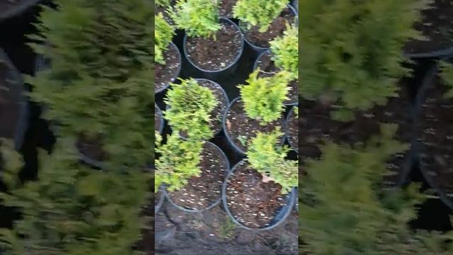 ?туя западная (тини тим) ? смотреть онлайн