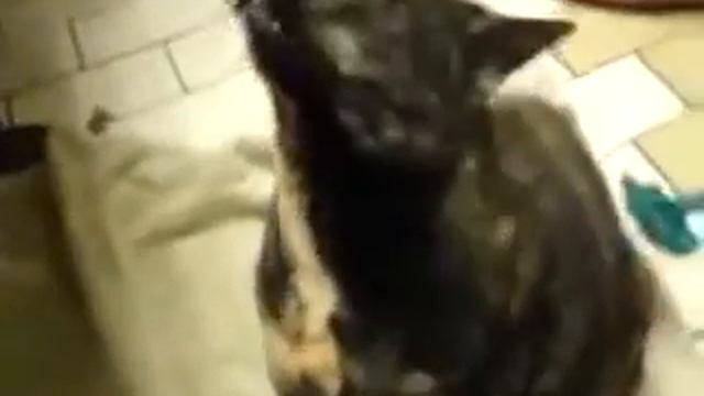 Кот,который рычит и просит ням ням смотреть онлайн