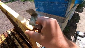 Когда и как ставить вторые корпуса на улья дадан! Цветет черноклен и скоро акация,  будет мед!