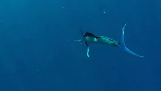 Black Marlin off Kayak at Cape Vidal смотреть онлайн