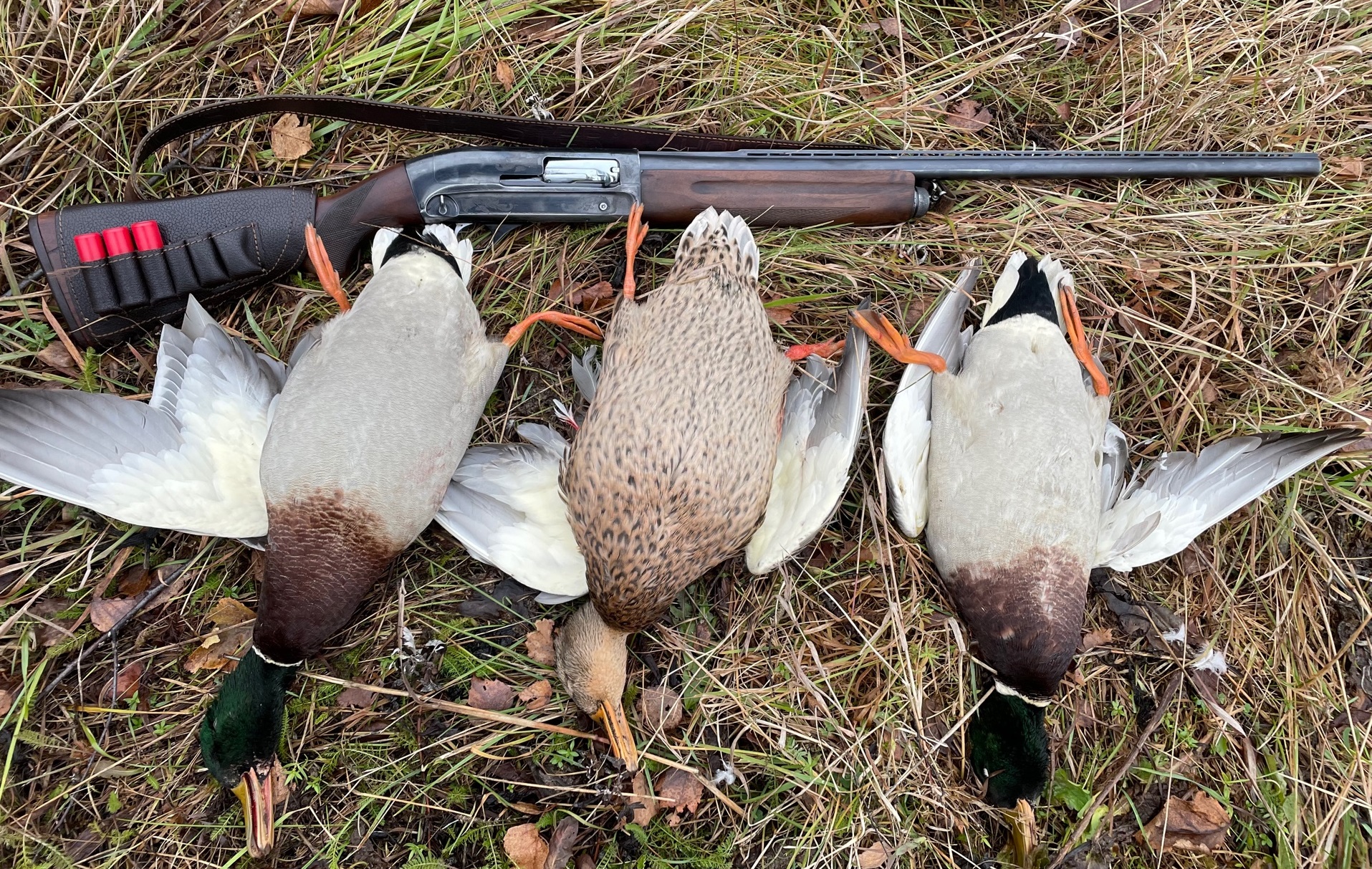 Осенняя охота на утку с подхода 2023