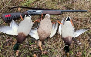 Осенняя охота на утку с подхода 2023