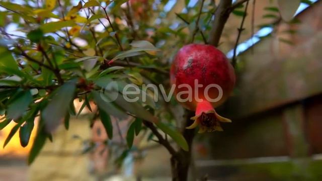 Closeup of Small Pomegranate Fruits | Stock Footage - Videohive смотреть онлайн