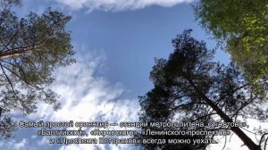 Как доехать до Петергофа на автобусе из Санкт-Петербурга: расписание и цена